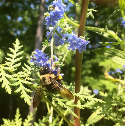 BACKYARD SAFARI COMPANY HONEY BEE HABITAT GROW KIT